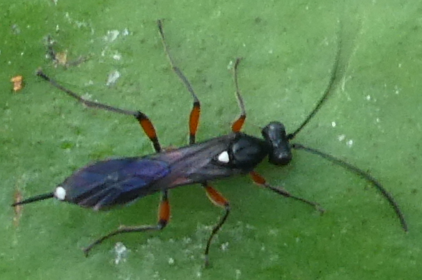 Apsilops hirtifrons