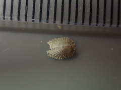 Emarginula striatula