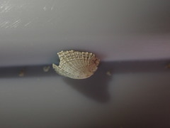 Emarginula striatula