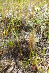 Anisotome filifolia