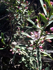 Philotheca