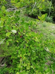 Erythroxylum havanense