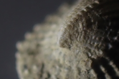 Emarginula striatula