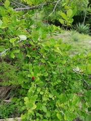 Erythroxylum havanense