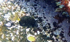 Prionurus microlepidotus