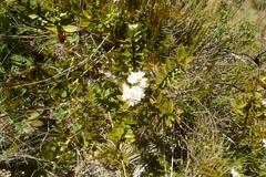 Veronica decumbens
