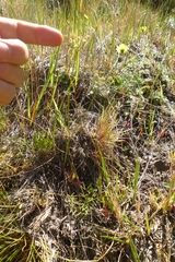 Anisotome filifolia