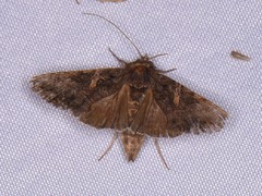 Ctenoplusia oxygramma