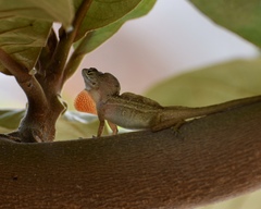 Anolis sagrei