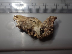 Coelotrochus tiaratus