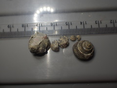 Coelotrochus tiaratus