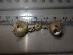 Coelotrochus tiaratus