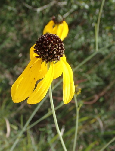 Rudbeckia image