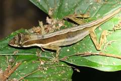 Anolis bitectus