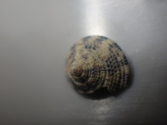 Coelotrochus tiaratus