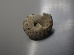 Coelotrochus tiaratus