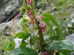 Cuscuta europaea
