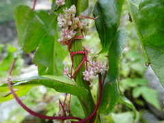 Cuscuta europaea