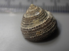 Coelotrochus tiaratus