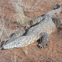 Varanus giganteus