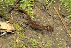 Lepidoblepharis