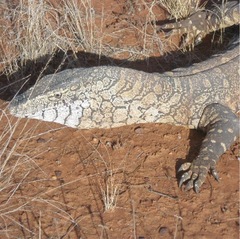 Varanus giganteus