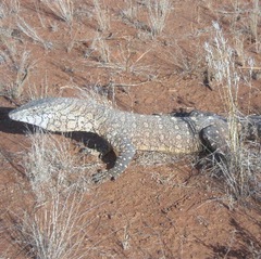 Varanus giganteus