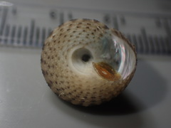 Coelotrochus tiaratus