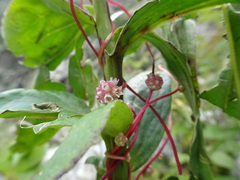 Cuscuta europaea