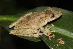 Scinax sugillatus