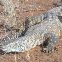 Varanus giganteus