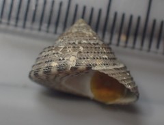 Coelotrochus tiaratus