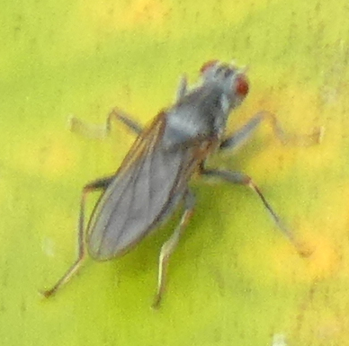 Hydromyza confluens