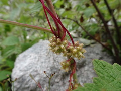 Cuscuta europaea