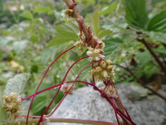 Cuscuta europaea