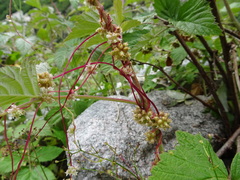Cuscuta europaea