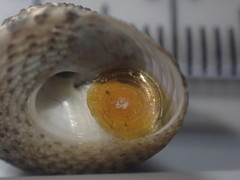 Coelotrochus tiaratus