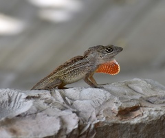 Anolis sagrei