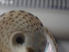 Coelotrochus tiaratus