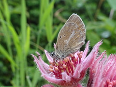Aricia nicias