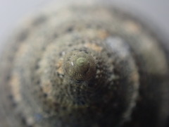 Coelotrochus tiaratus