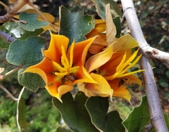 ×chiranthofremontia lenzii