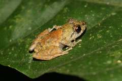 Pristimantis walkeri