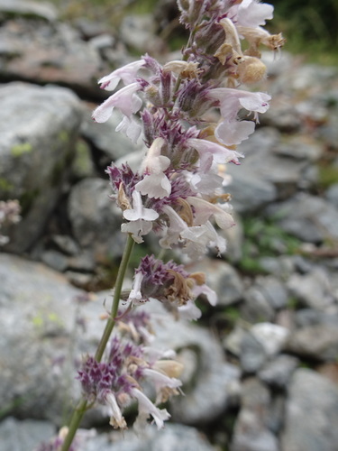 Image of Nepeta nepetella by (c) Thomas Koffel, some rights reserved (CC BY)
