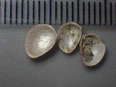Linucula hartvigiana