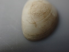 Linucula hartvigiana