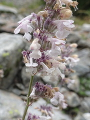Nepeta nepetella