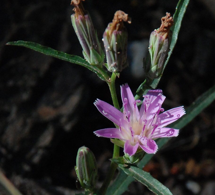 Stephanomeria lactucina