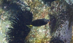 Prionurus microlepidotus