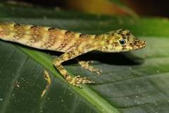 Anolis fasciatus